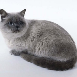 Голубой-пойнт окрасы британских кошек: фото, стандарт породы. Голубой-пойнт британские кошки, коты, котята: фото. Британцы голубой-пойнт: стандарт окраса (британцы голубой пойнт, голубой поинт: британские котята, коты, кошки)